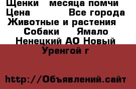 Щенки 4 месяца-помчи › Цена ­ 5 000 - Все города Животные и растения » Собаки   . Ямало-Ненецкий АО,Новый Уренгой г.